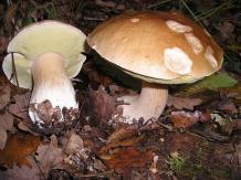 Seta platera